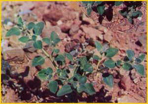   ( Euphorbia petiolata ) A. Ghareman Flore de lIran