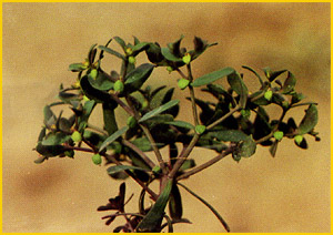   ( Euphorbia szovitsii ) A. Ghareman Flore de lIran