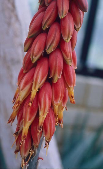    ( Aloe rubroviolacea )
