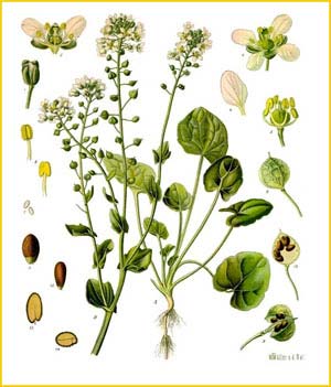   ( Cochlearia officinalis ) from Koehler's Medizinal-Pflanzen
