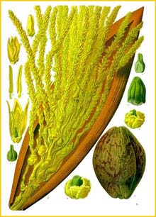   ( ocos nucifera ) from Koehler's Medizinal-Pflanzen