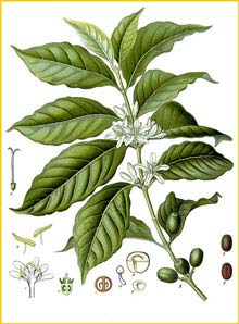   ( Coffea arabica ) from Koehler's Medizinal-Pflanzen