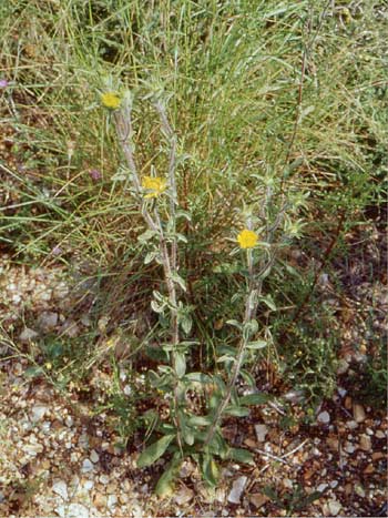    ( Carlina involucrata subsp. libanotica )