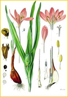   ( olchicum autumnale / autumnale var. minus / autumnale var. minor ) from Koehler's Medizinal-Pflanzen