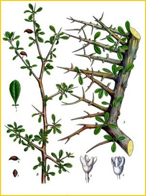  /   ( Commiphora myrrha ) from Koehler's Medizinal-Pflanzen