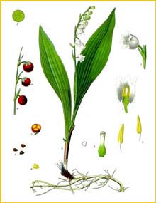   ( onvallaria majalis ) from Koehler's Medizinal-Pflanzen