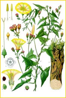   ( Convolvulus scammonia ) from Koehler's Medizinal-Pflanzen