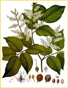   ( Copaifera officinalis ) from Koehler's Medizinal-Pflanzen