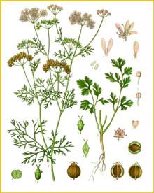   ( Coriandrum sativum ) from Koehler's Medizinal-Pflanzen