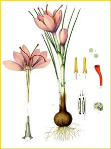   /  ( Crocus sativus ) from Koehler's Medizinal-Pflanzen