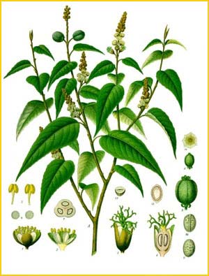  /    ( Croton eluteria ) from Koehler's Medizinal-Pflanzen