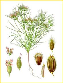   ( Cuminum cyminum ) from Koehler's Medizinal-Pflanzen