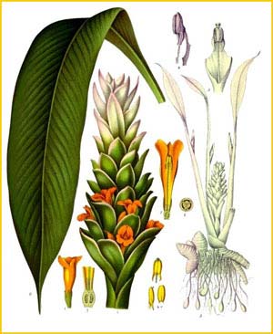   ( Curcuma longa ) from Koehler's Medizinal-Pflanzen