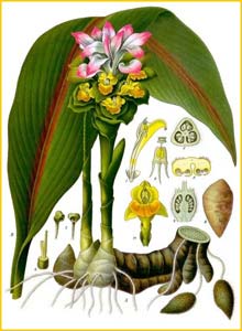   /   ( Curcuma zedoaria ) from Koehler's Medizinal-Pflanzen