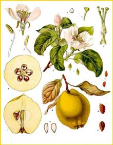   /  ( donia oblonga / vulgaris ) from Koehler's Medizinal-Pflanzen