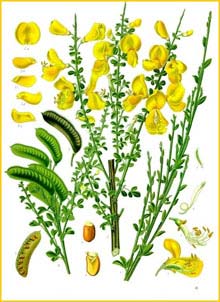   ( Cytisus scoparius ) from Koehler's Medizinal-Pflanzen