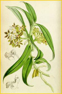   ( Aerides umbellata / Gastrochilus acutifolius ) Curtis's Botanical Magazine, 1854