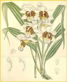   ( Bletia / Gastrorchis tuberculosa ) Curtis's Botanical Magazine, 1893