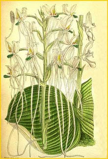     ( Habenaria eburnea / armatissima ) Curtis's Botanical Magazine, 1901
