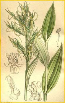   ( Habenaria elwesii ) Curtis's Botanical Magazine, 1896
