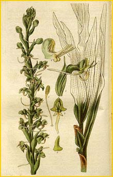   ( Habenaria leptoceras ) Curtis's Botanical Magazine, 1827
