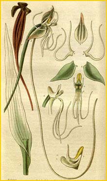   ( Habenaria longicauda ) Curtis's Botanical Magazine, 1830
