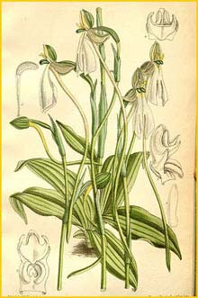   ( Habenaria longicorniculata ) Curtis's Botanical Magazine, 1892