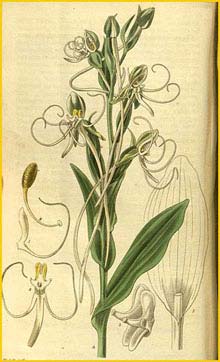   ( Habenaria quinqueseta ) Curtis's Botanical Magazine, 1829