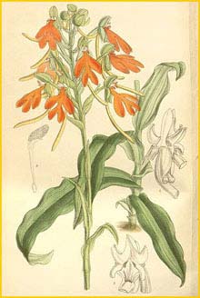   ( Habenaria rhodocheila ) Curtis's Botanical Magazine, 1897