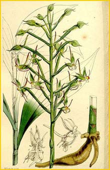   /  ( Habenaria salaccensis ) Curtis's Botanical Magazine, 1860