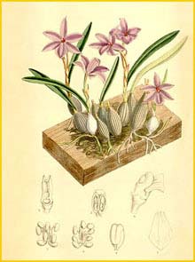   ( Sophronitis / Isabelia violacea ) Curtis's Botanical Magazine,1886