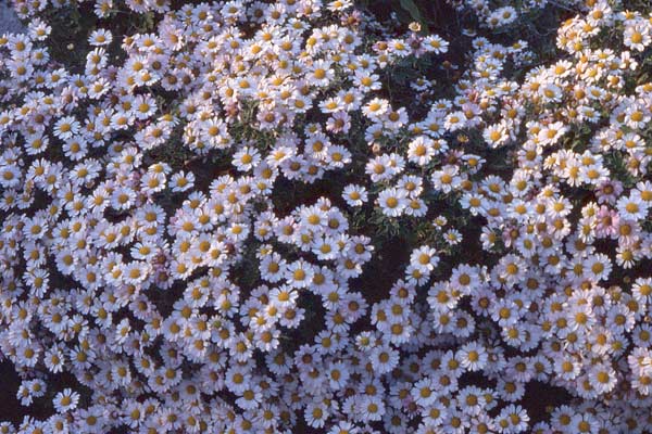   ( Chrysanthemum japonense )