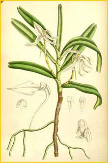   ( Angraecum / Jumellea fragrans ) Curtis's Botanical Magazine, 1891