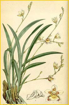   ( Aganisia graminea / Koellensteinia graminea ) Curtis's Botanical Magazine, 1878