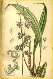   ( Aganisia / Koellensteinia ionoptera ) Curtis's Botanical Magazine, 1892