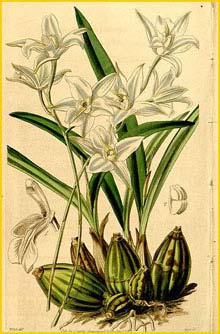   ( Laelia albida ) Curtis's Botanical Magazine, 1842
