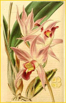   ( Laelia anceps ) Curtis's Botanical Magazine, 1841