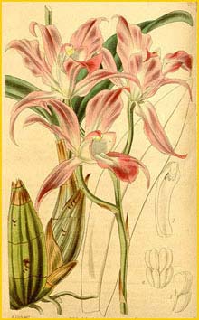   ( Laelia autumnalis ) Curtis's Botanical Magazine, 1841