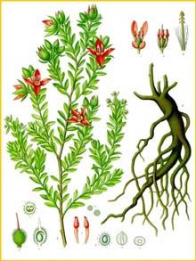   /  ( Krameria lappacea / argentea ) from Koehler's Medizinal-Pflanzen