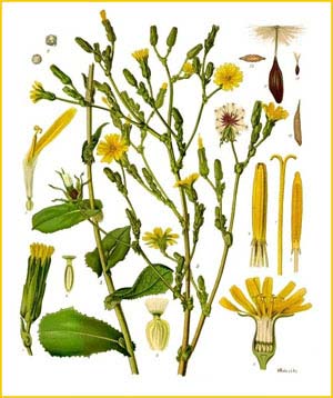   /  ( Lactuca virosa ) from Koehler's Medizinal-Pflanzen