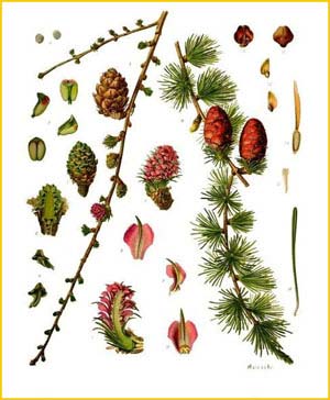   ( Larix decidua ) from Koehler's Medizinal-Pflanzen