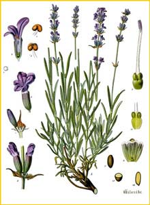  /  ( Lavandula angustifolia / vera ) from Koehler's Medizinal-Pflanzen