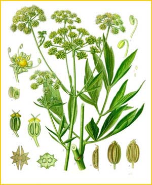   ( Levisticum officinale ) from Koehler's Medizinal-Pflanzen