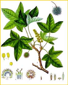   ( Liquidambar orientalis ) from Koehler's Medizinal-Pflanzen