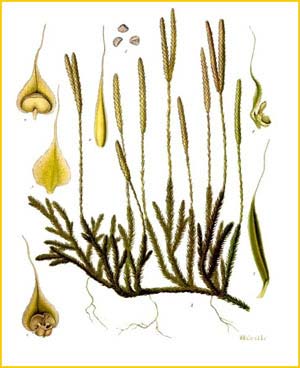   ( Lycopodium clavatum ) from Koehler's Medizinal-Pflanzen
