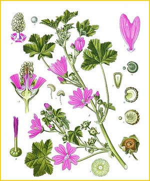   ( Malva sylvestris ) from Koehler's Medizinal-Pflanzen