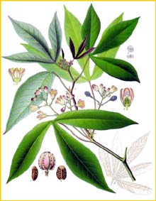   /  /  ( Manihot esculenta ) from Koehler's Medizinal-Pflanzen