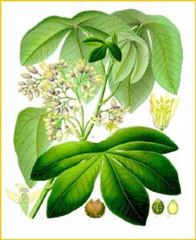   /  ( Manihot glaziovii ) from Koehler's Medizinal-Pflanzen