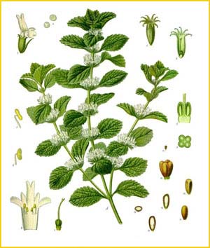   ( Marrubium vulgare ) from Koehler's Medizinal-Pflanzen