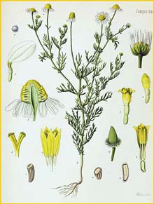   /  ( Matricaria recutita / chamomilla ) from Koehler's Medizinal-Pflanzen